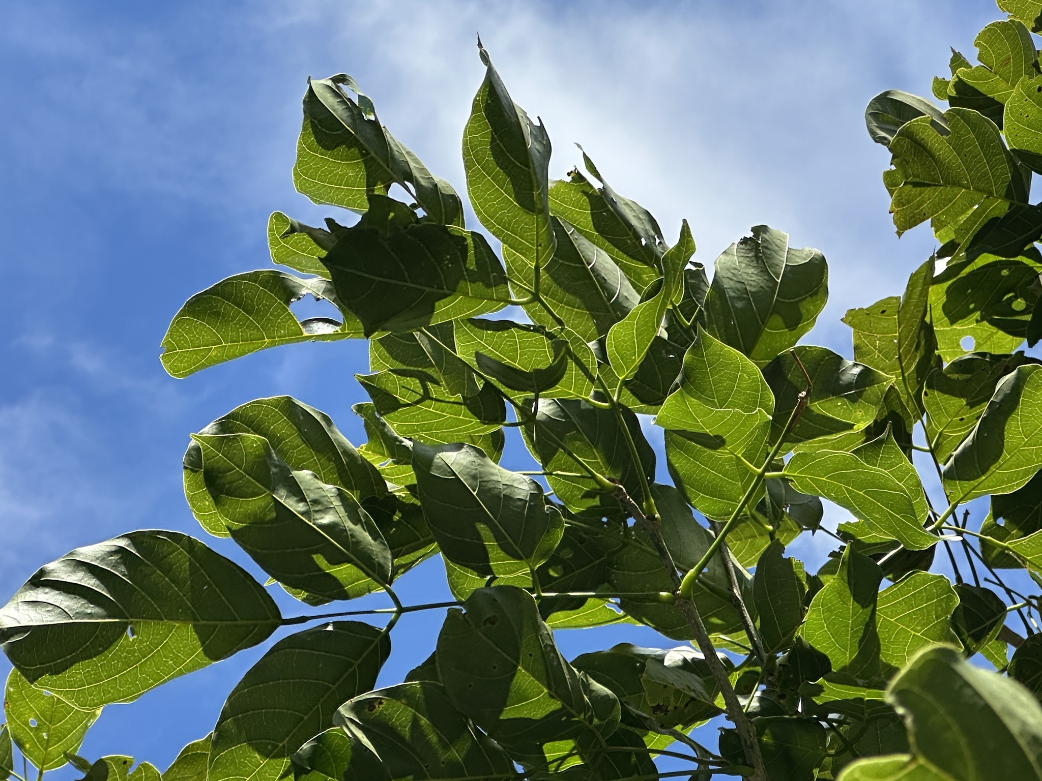 Imagem de Pongamia