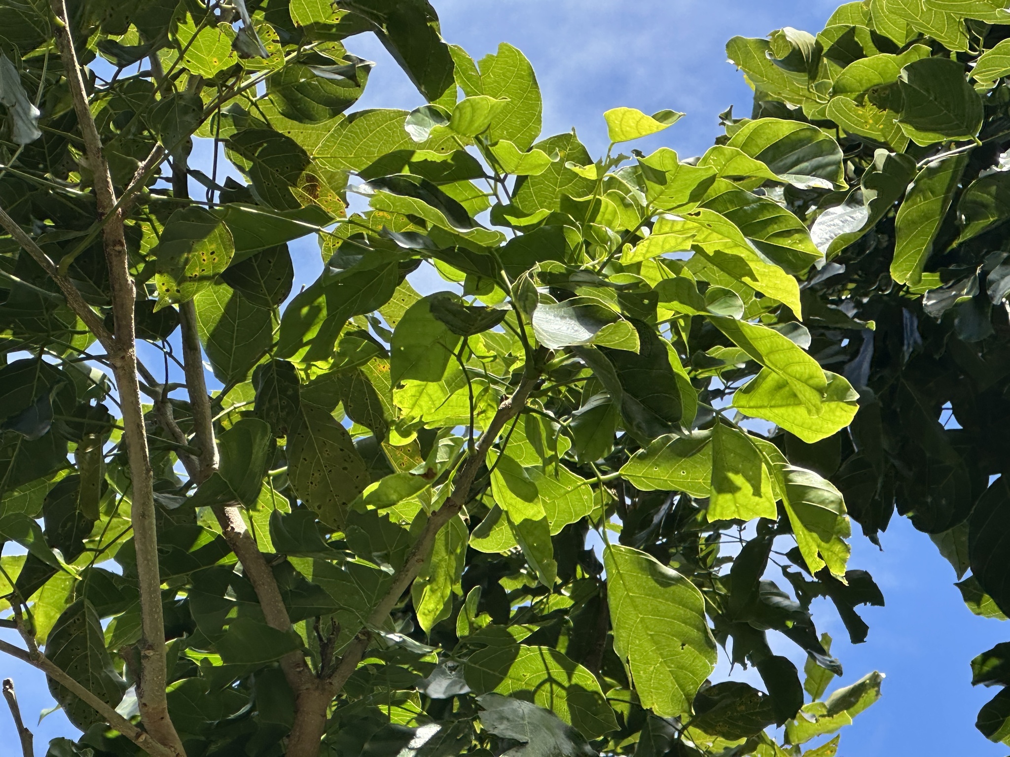 Imagem de Pongamia