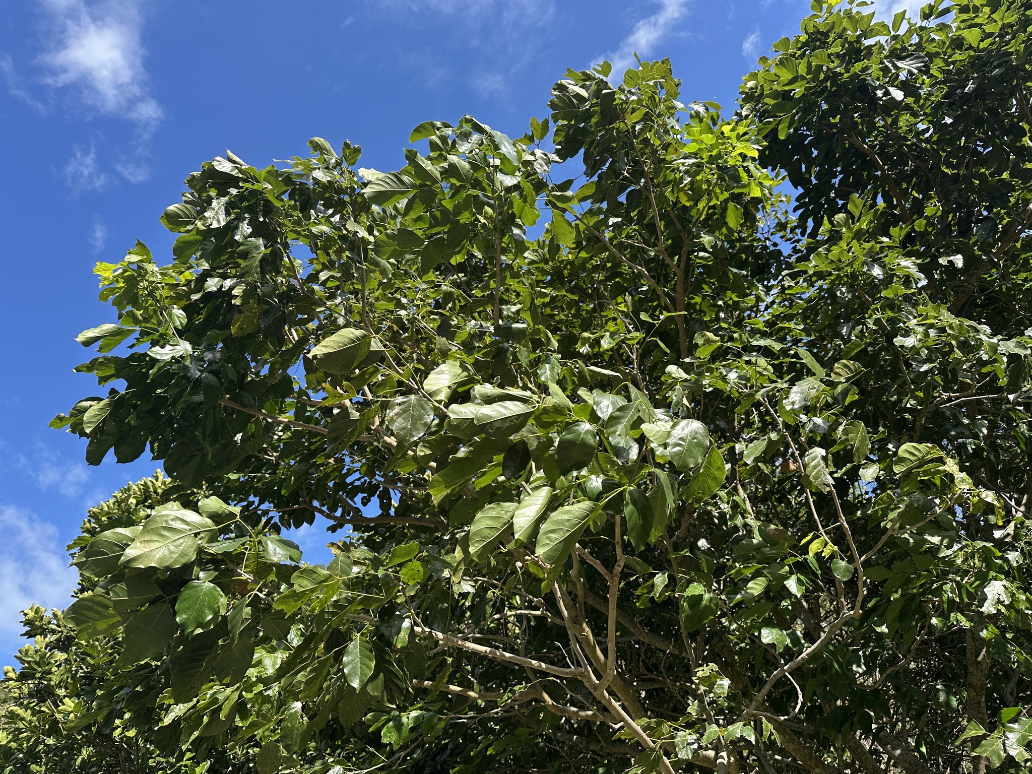 Imagem de Pongamia