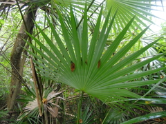 Leucothrinax morrisii