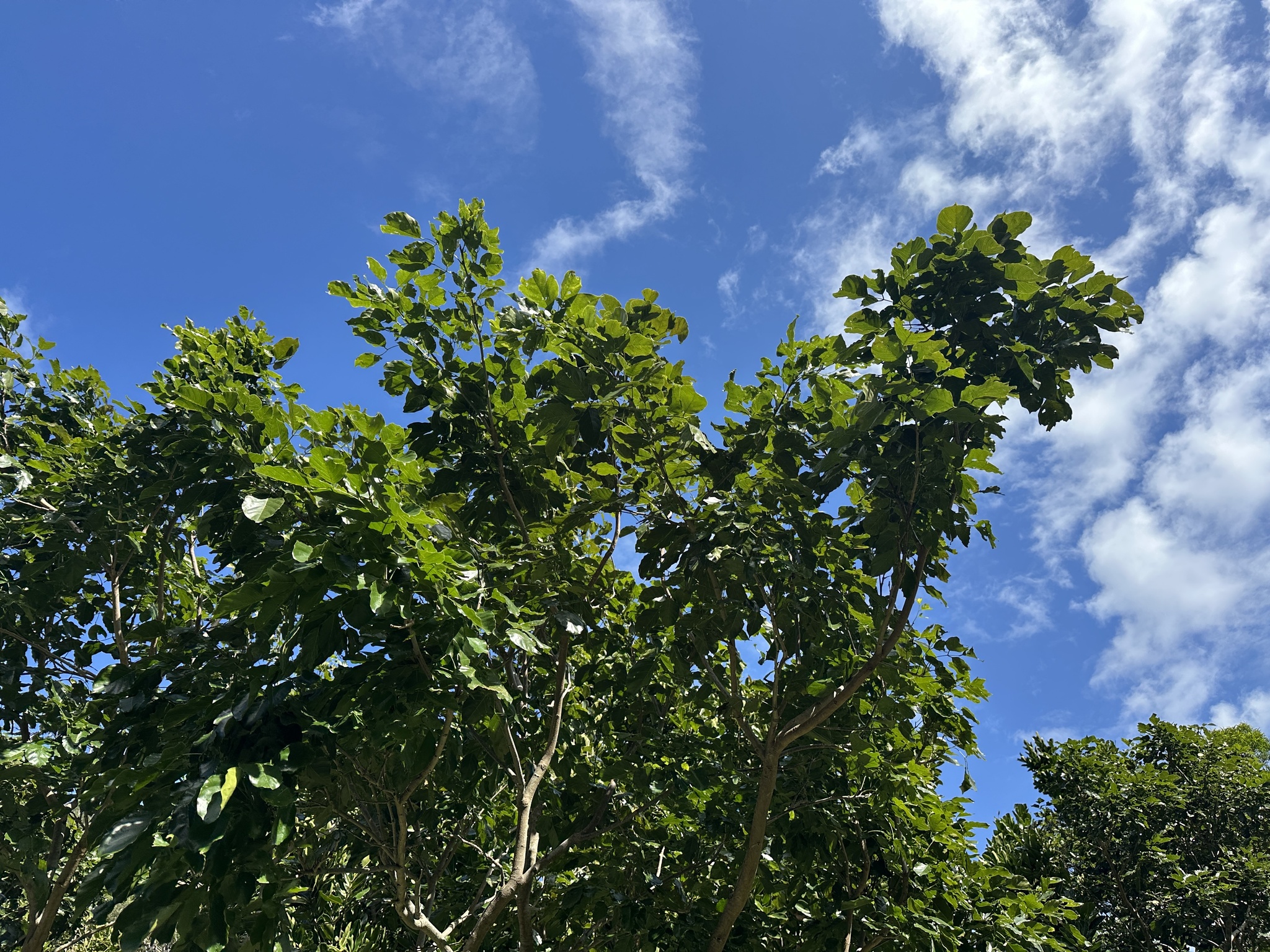 Imagem de Pongamia