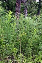 Artemisia selengensis