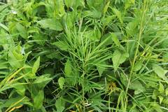 Artemisia selengensis