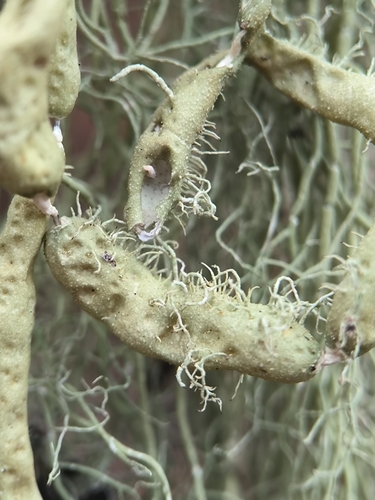 string-of-sausage lichen