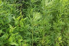 Artemisia selengensis