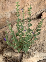 Scutellaria potosina