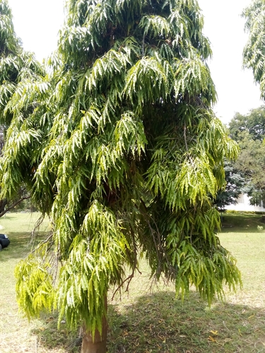 Foto de Falsa-murta