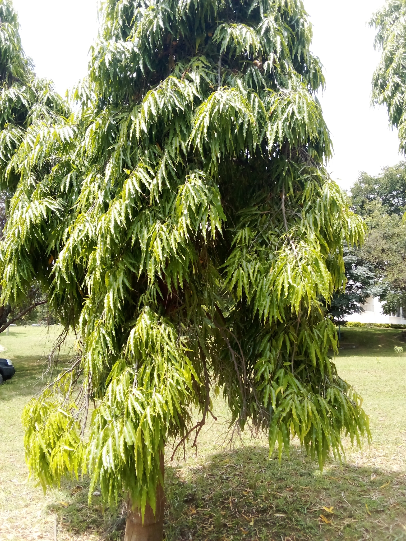 Imagem de Falsa-murta