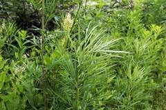 Artemisia selengensis