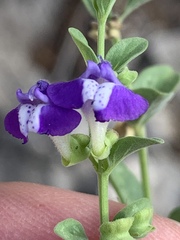 Scutellaria potosina