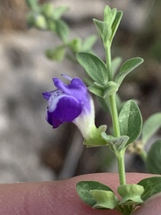 Scutellaria potosina