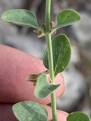 Scutellaria potosina