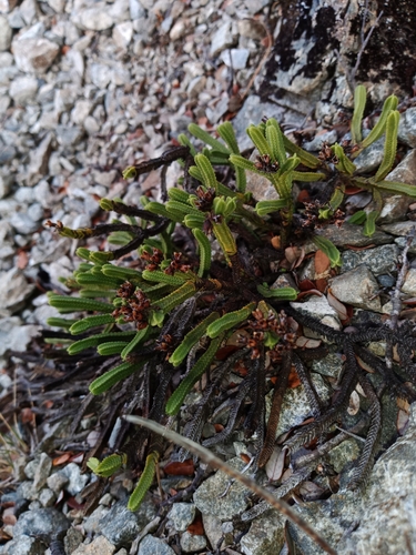 Veronica tetrasticha, photograph 4