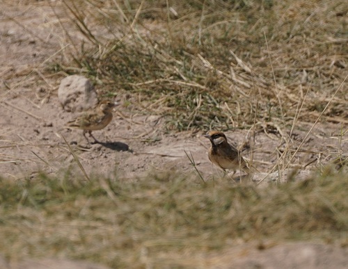 Fischer's Sparrow-Lark (Eremopterix leucopareia), photo 9