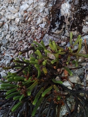 Veronica tetrasticha