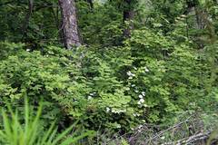 Actinidia kolomikta