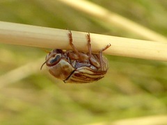 Cryptocephalus spurcus