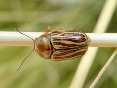 Cryptocephalus spurcus