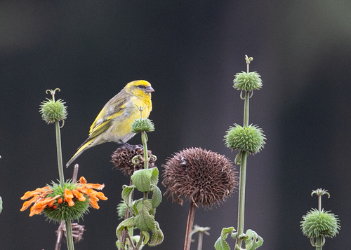 Yellow-crowned Canary