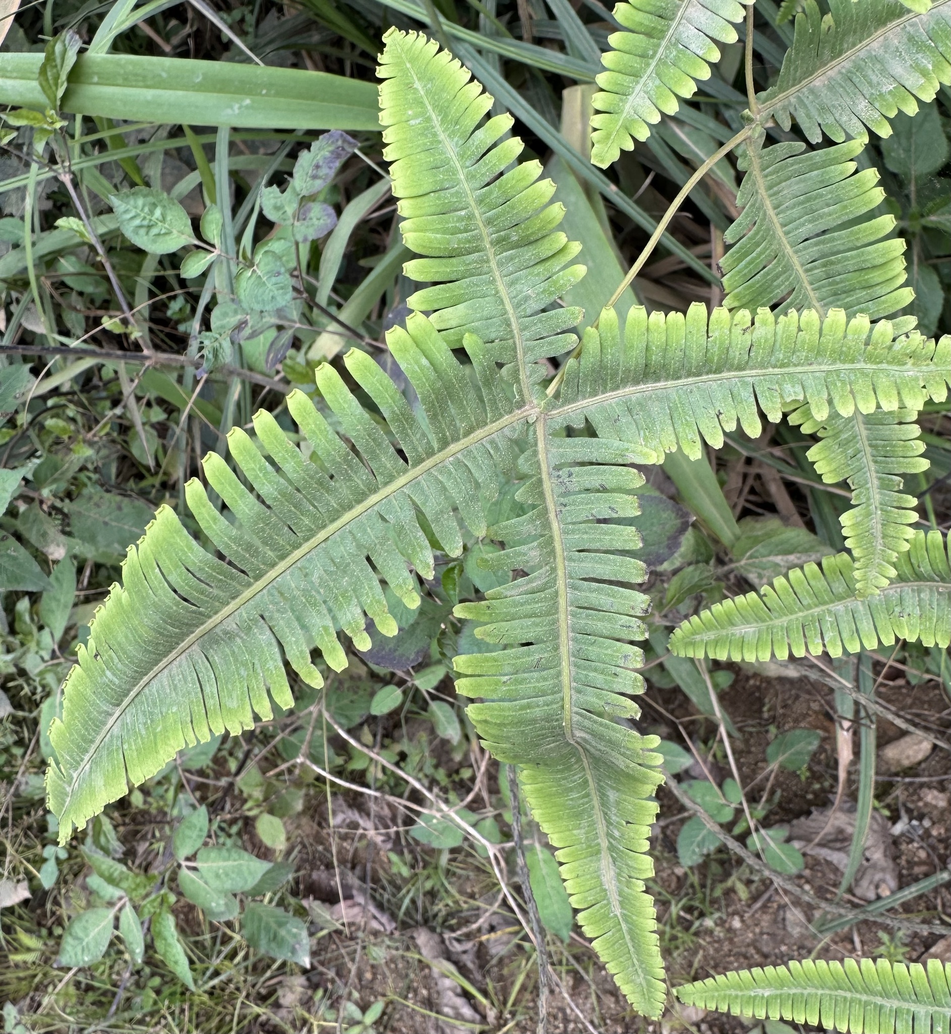 Dicranopteris linearis (Dicranopteris linearis)