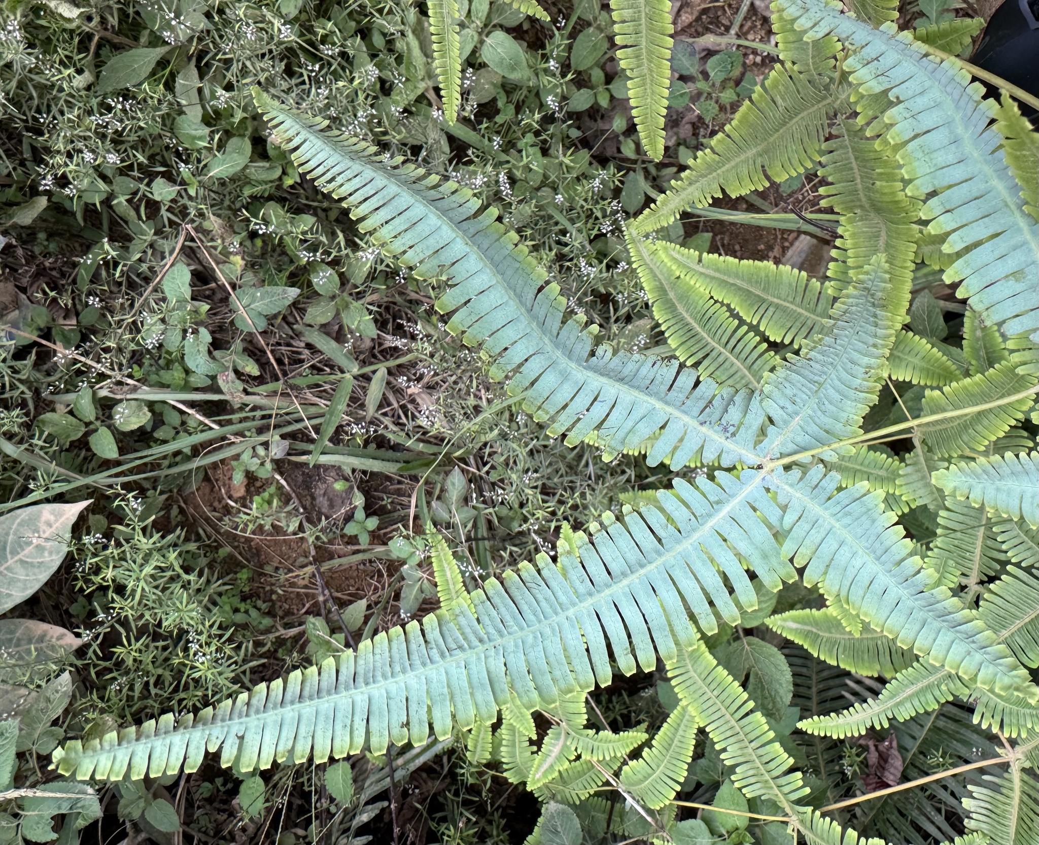 Dicranopteris linearis — ảnh 2
