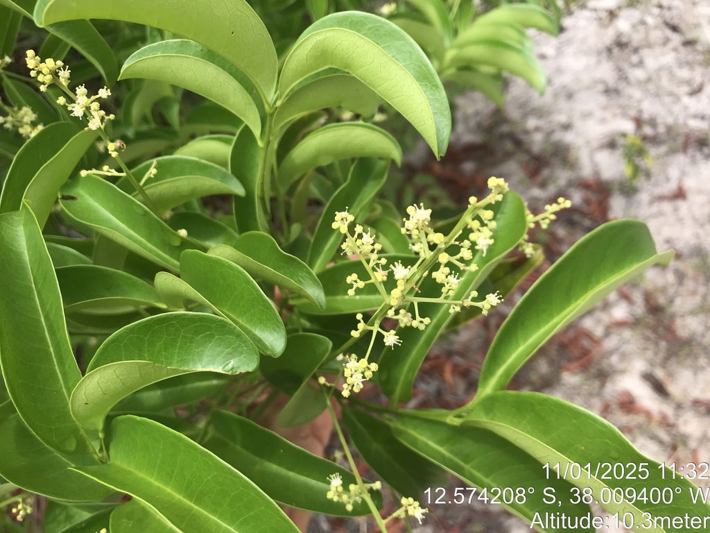 Matayba discolor