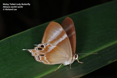 Abisara savitri