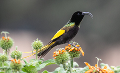 Drepanorhynchus reichenowi