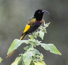 Drepanorhynchus reichenowi