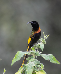 Drepanorhynchus reichenowi