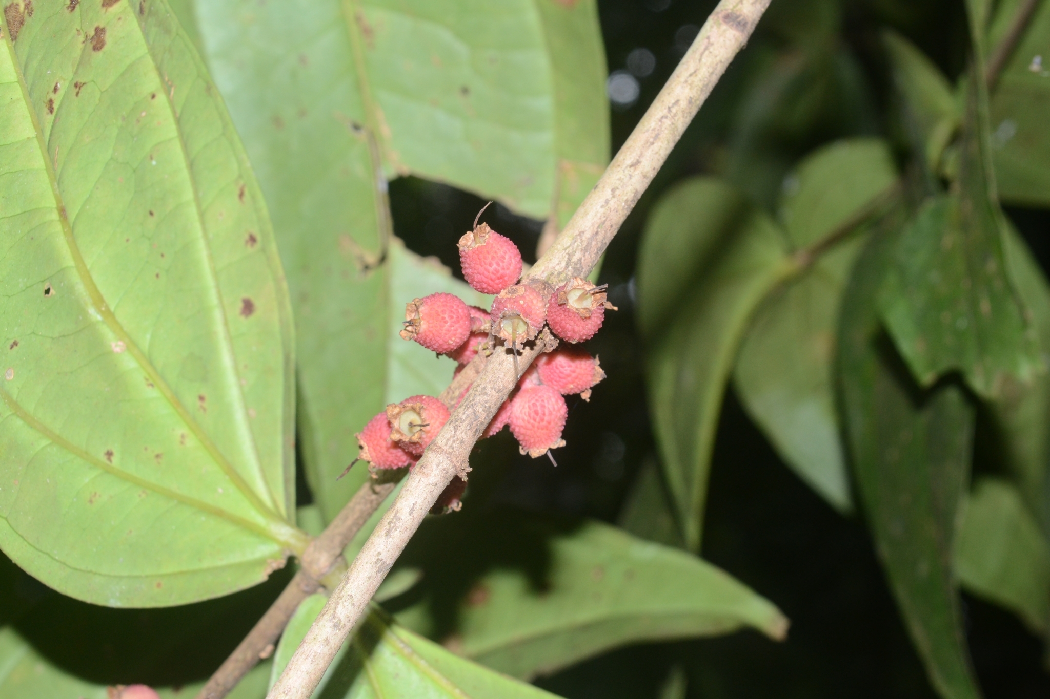 Pternandra cogniauxii