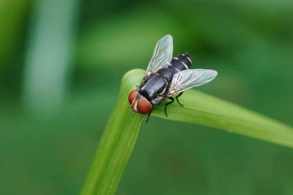 Miltogramma