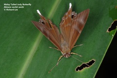 Abisara savitri