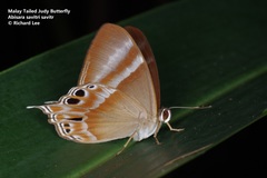 Abisara savitri