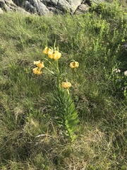 Lilium pyrenaicum