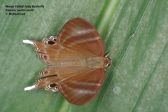 Abisara savitri