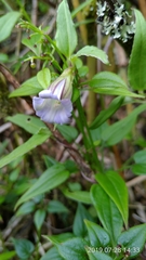 Tripterospermum lanceolatum