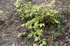 Rubus komarovii