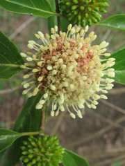 Mitragyna parvifolia