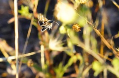 Heliothodes diminutiva