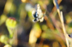 Heliothodes diminutiva