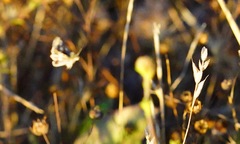 Heliothodes diminutiva