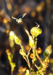 Heliothodes diminutiva