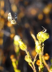 Heliothodes diminutiva