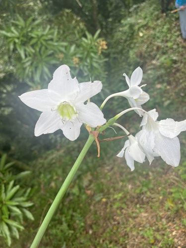 Foto de Lírio do Amazonas