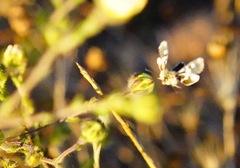 Heliothodes diminutiva