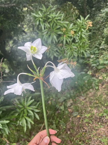 Foto de Lírio do Amazonas