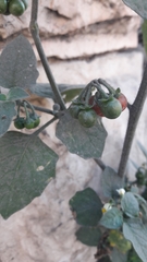 Solanum villosum