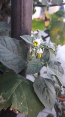 Solanum villosum