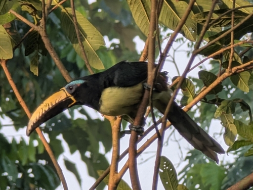 Lettered Aracari (Pteroglossus inscriptus), photo 4